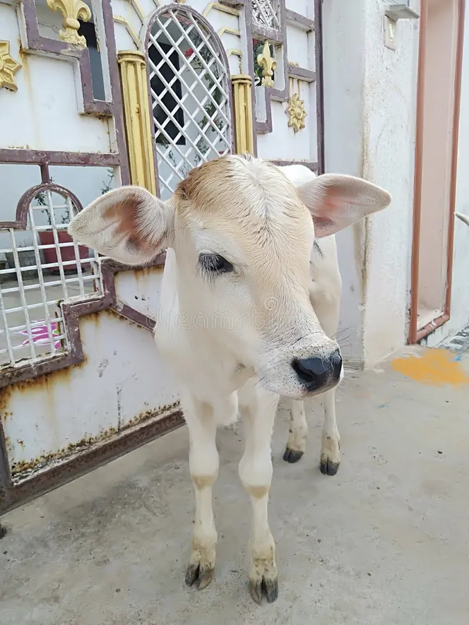Bhola, a pale calf standing at a gate