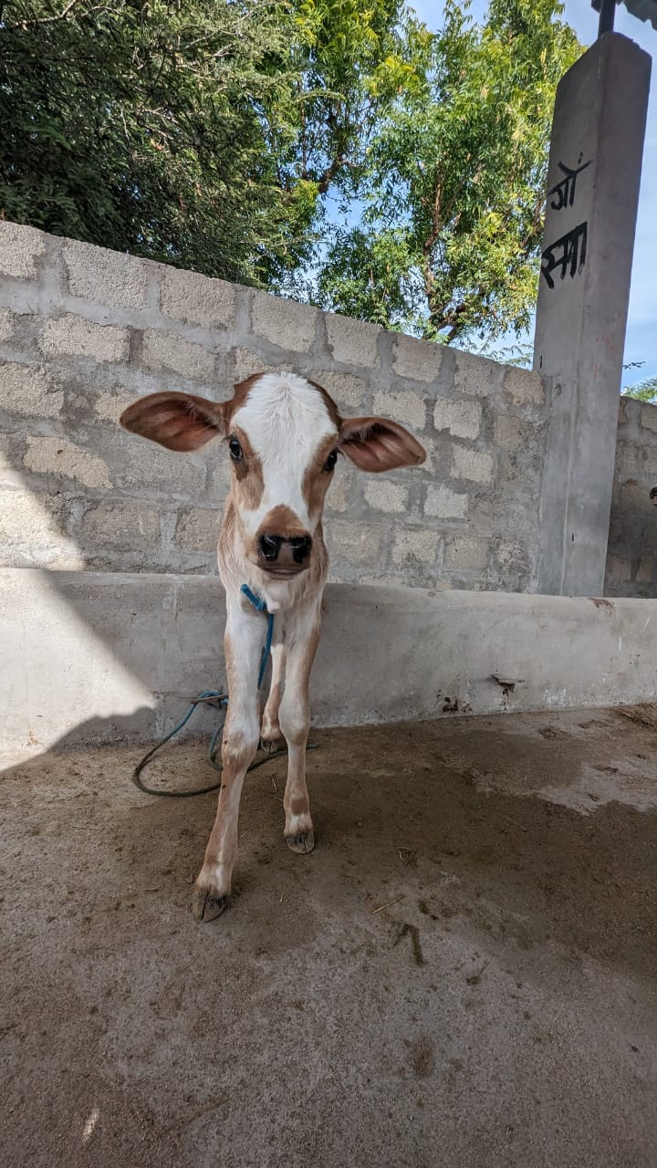 Gauri, a young calf standing in the shelter yard