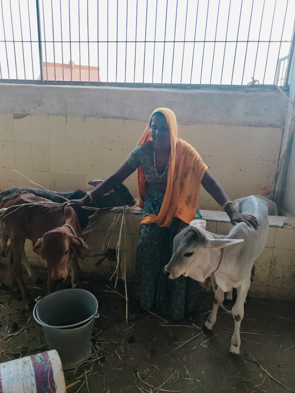 A caretaker at the shelter standing between two rescued calves