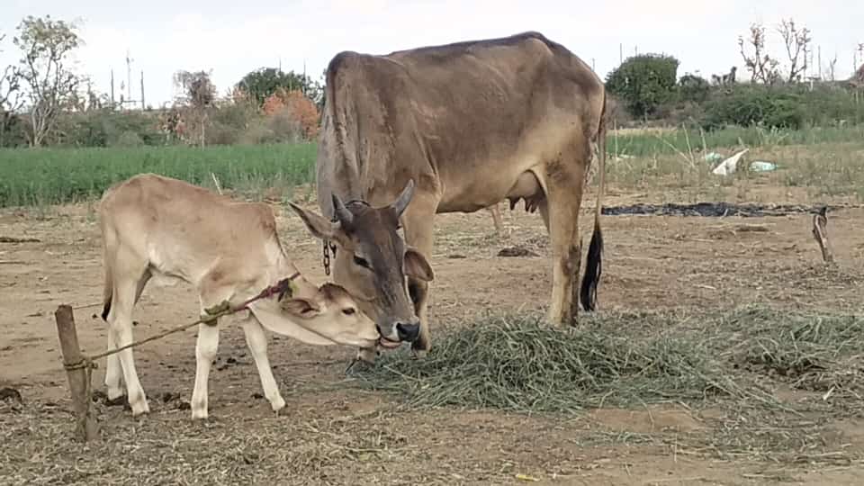 Ganga and her calf feeding on green fodder