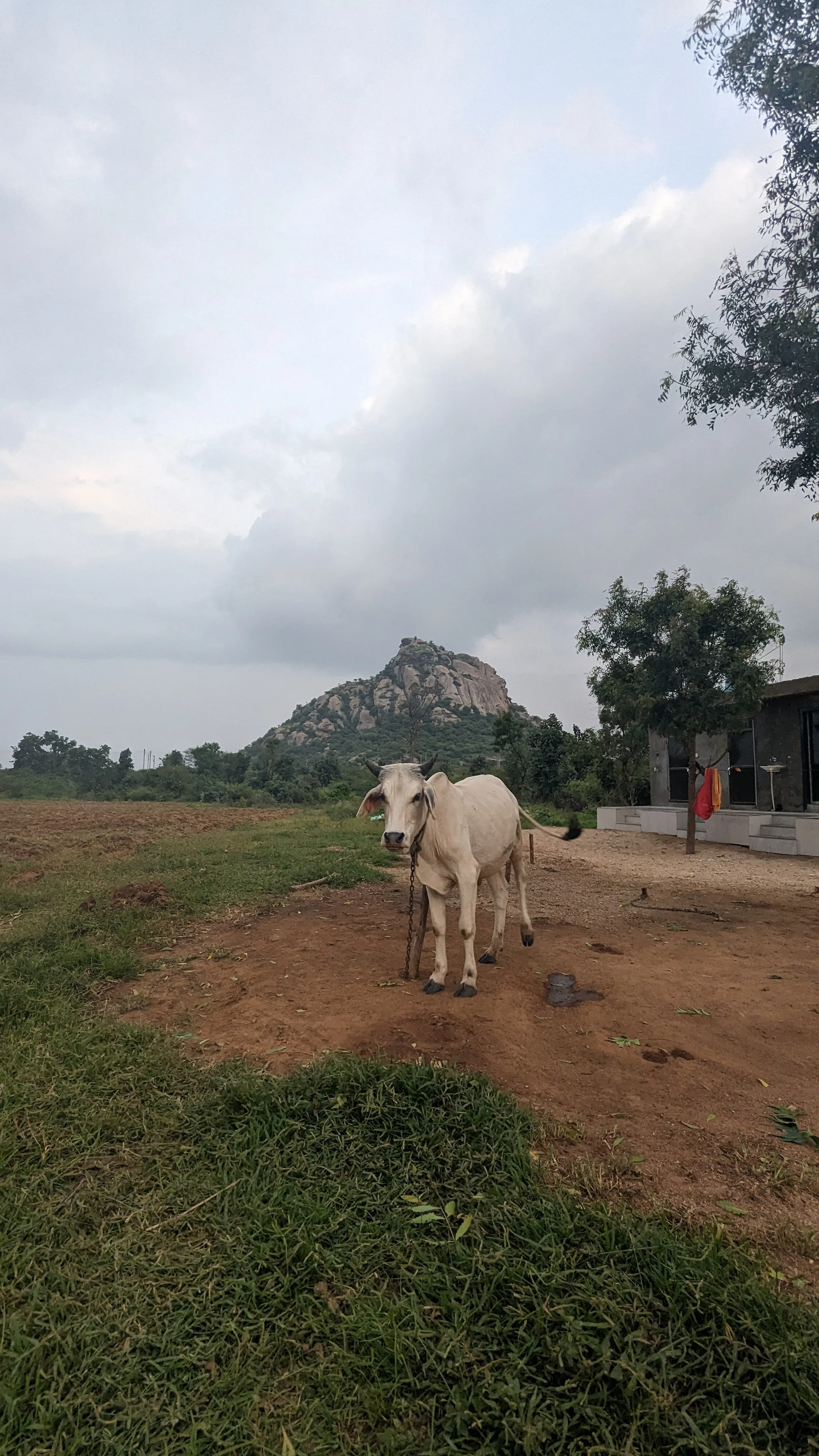 A white cow standing in the field with the hill behind