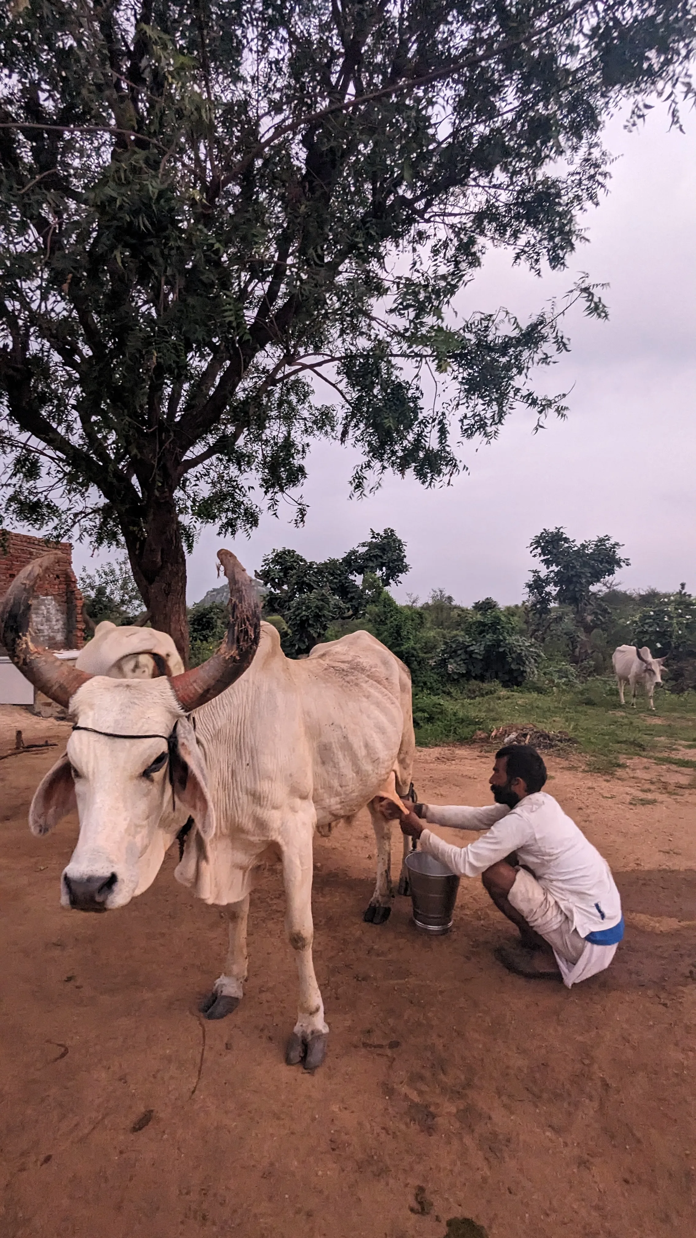Evening milking under the neem tree