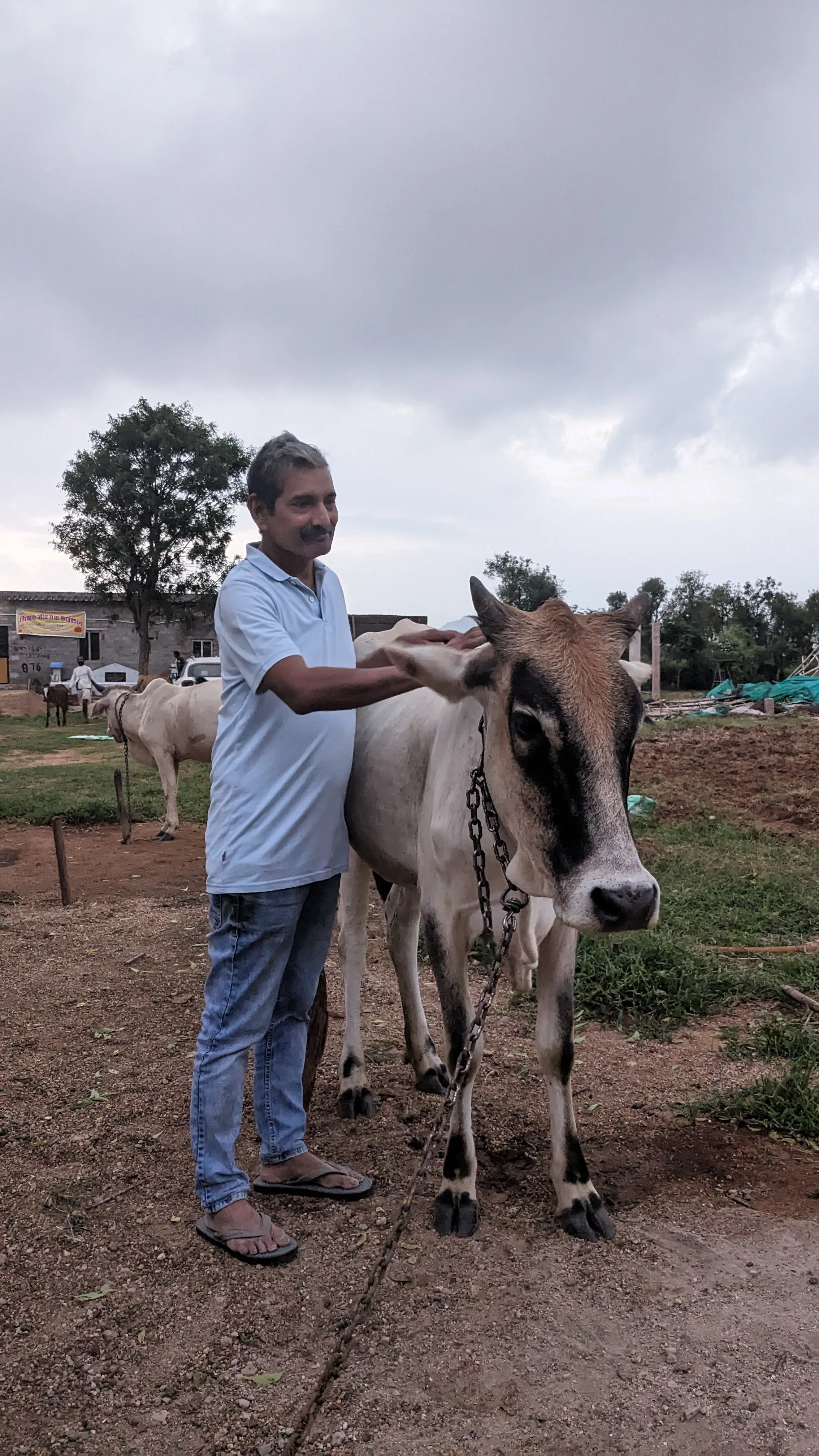 A visitor scratching a young cow's neck