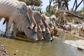 Cows drinking at the water's edge