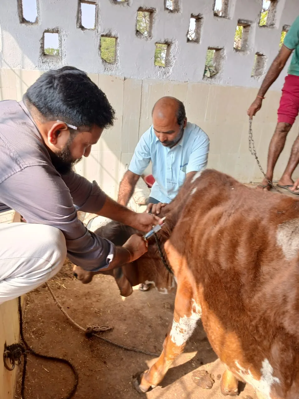 A veterinarian giving an injection to a brown cow at the shelter