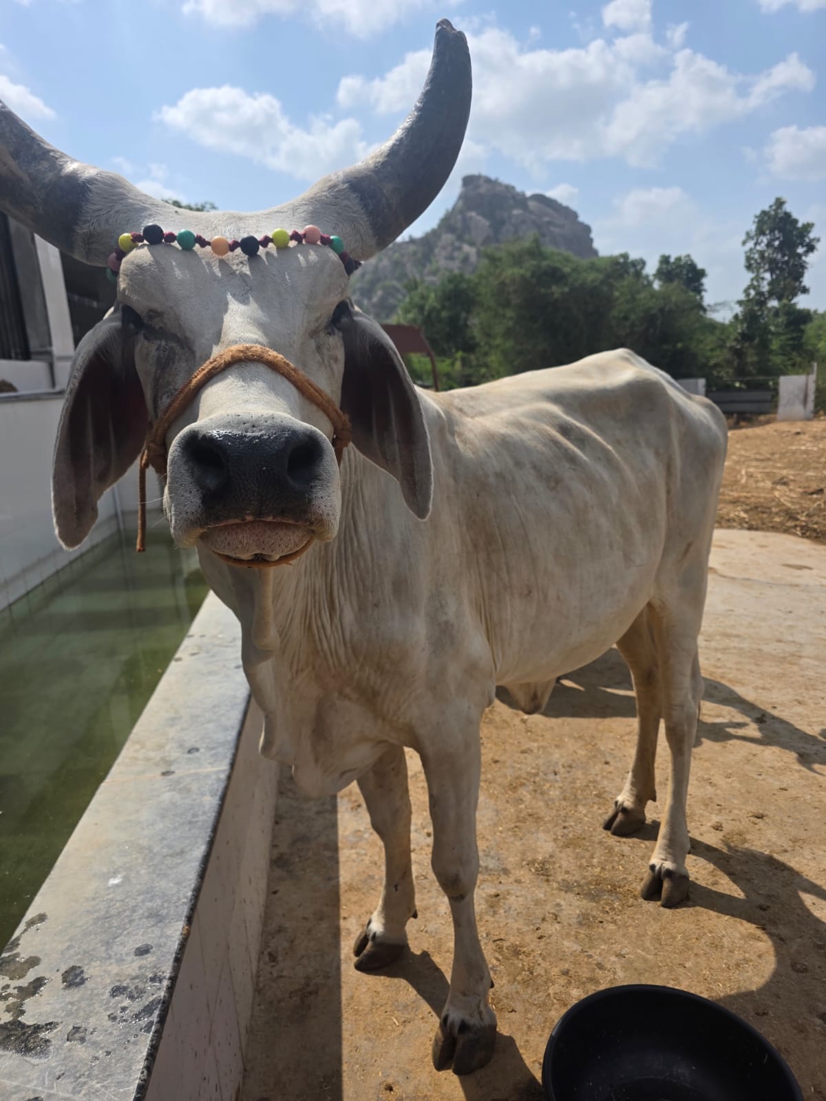 A rescued bullock at the shelter's water trough, the hill behind him