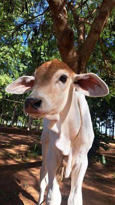 Nandini, a young calf standing under a tree