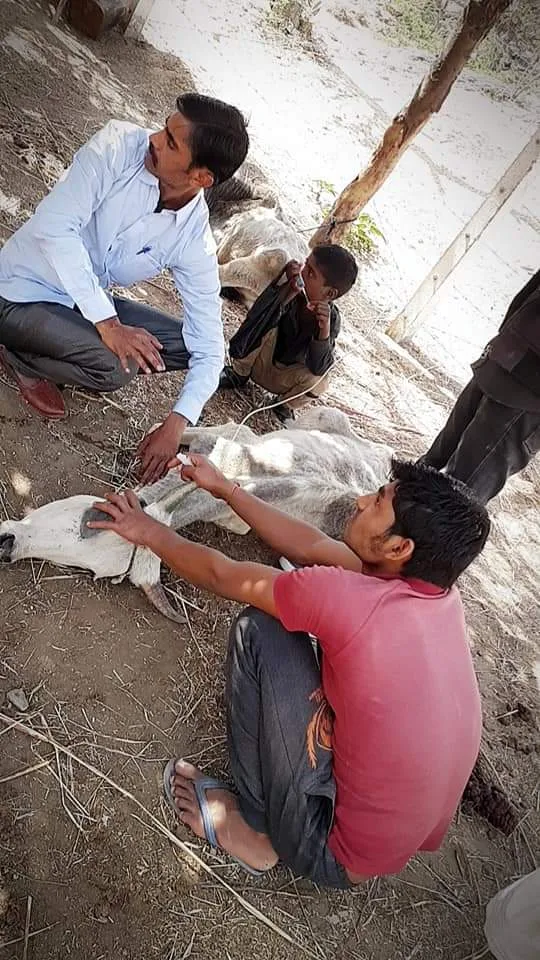 Volunteers treating a downed cow on the ground