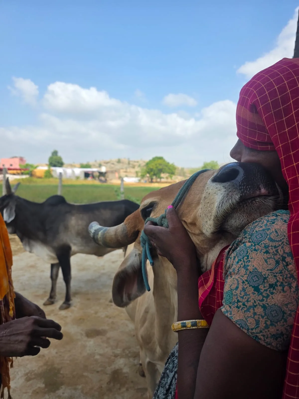 A woman holding a cow's head against her shoulder in the yard