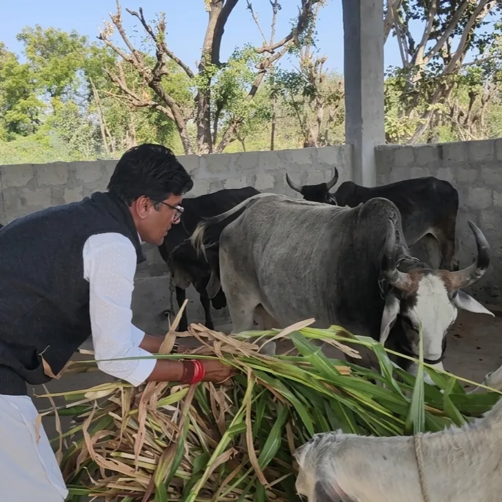 Green chara being laid out by hand for the cows in the yard